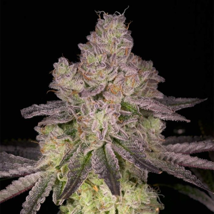 Prodigy Regular Cannabis Seeds