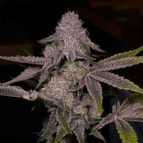 Tar Regular Cannabis Seeds