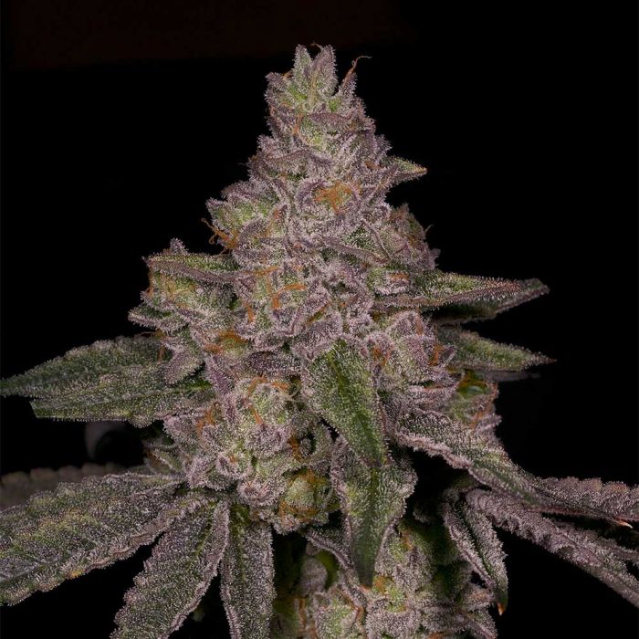 Blue Belts Feminized Cannabis Seeds