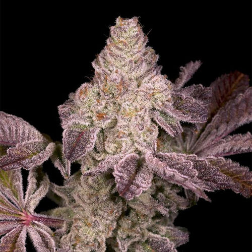 Dark Rainbow 2.0 Regular Cannabis Seeds