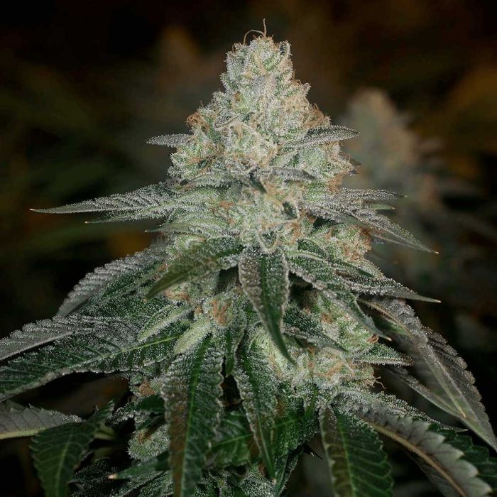 Hazmat Feminized Cannabis Seeds