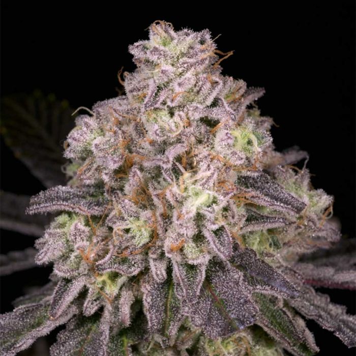 North Star Regular Cannabis Seeds