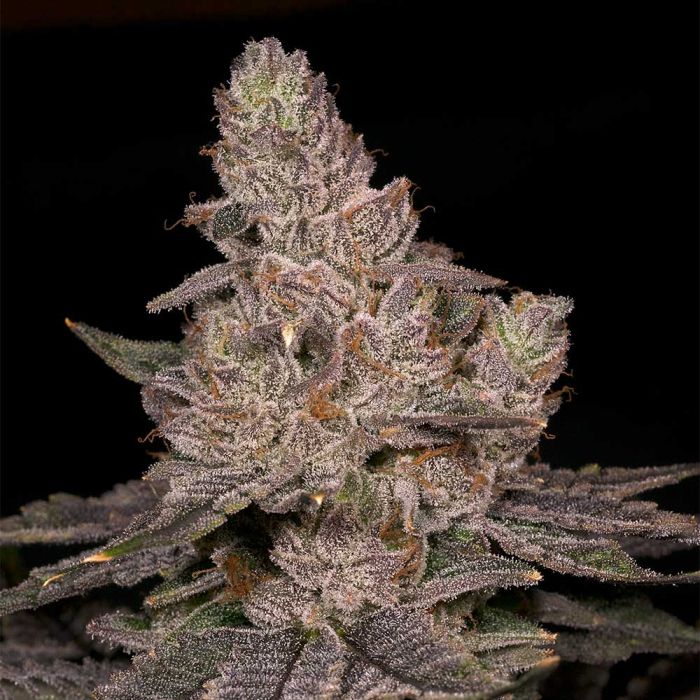 Slurricane Feminized Cannabis Seeds