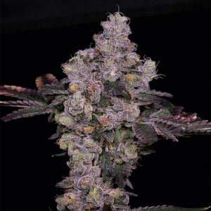 Zsunami Regular Cannabis Seeds