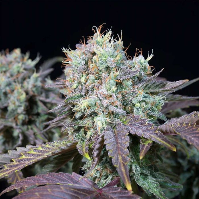 Blue Gem Feminized Cannabis Seeds