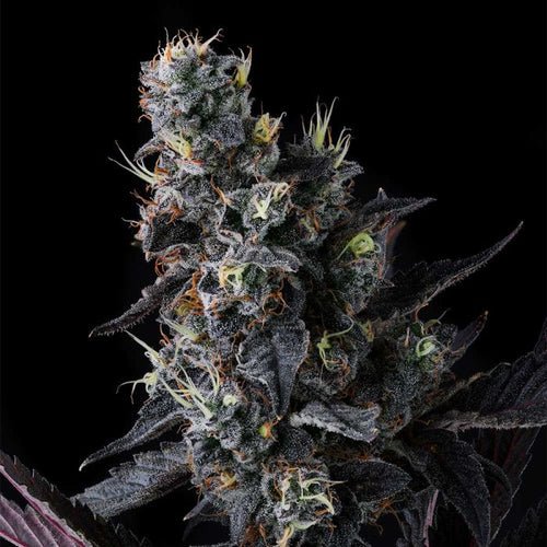 Giggin Grapes