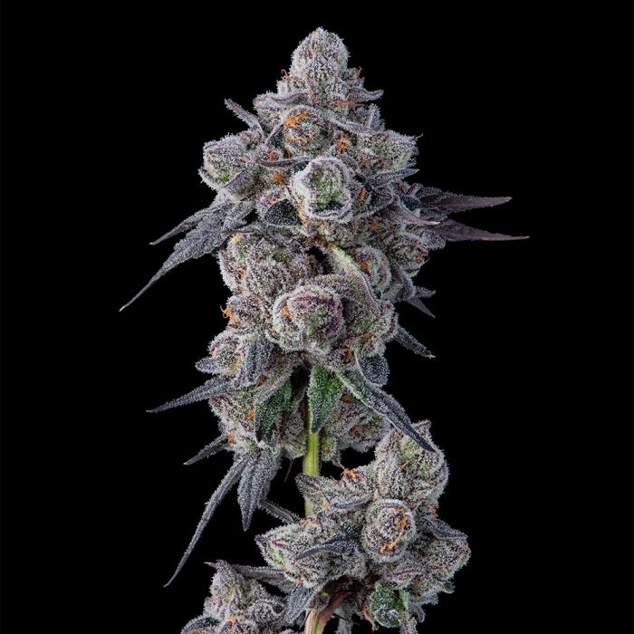 Mellowz Compound Genetics Feminized Cannabis Seeds – Alpha Seeds