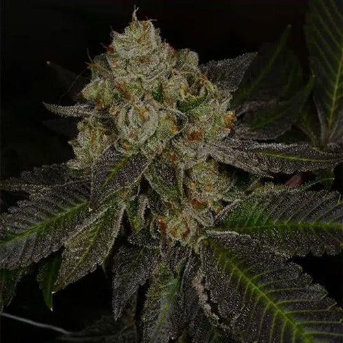 Crippy Killer Feminised Seeds – Archive Seedbank