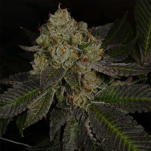 Crippy Killer Feminised Seeds – Archive Seedbank