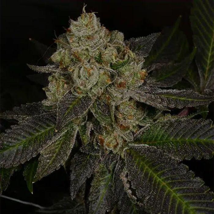 Crippy Killer Feminised Seeds – Archive Seedbank