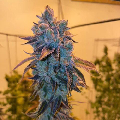 Poundz Regular Cannabis Seeds by Dank Genetics