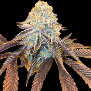 Bad Girlz Regular Cannabis Seeds by Dank Genetics