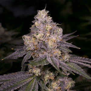 Dark Dosi Feminised Seeds – Archive Seedbank