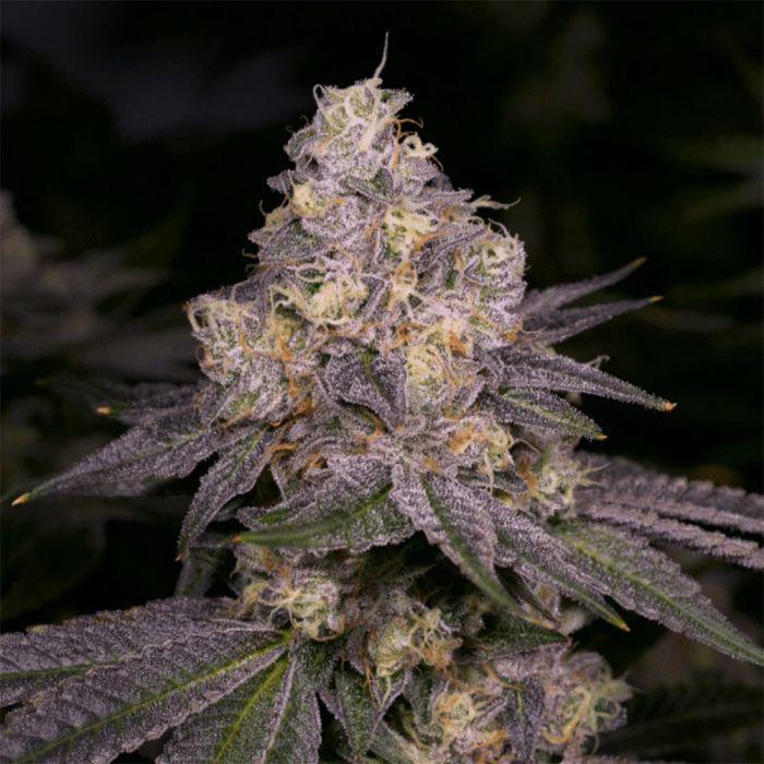 Dark Dosi Feminised Seeds – Archive Seedbank