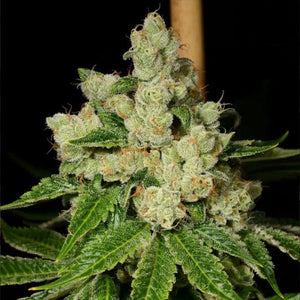 Diesel Dough Feminised Seeds – Archive Seedbank
