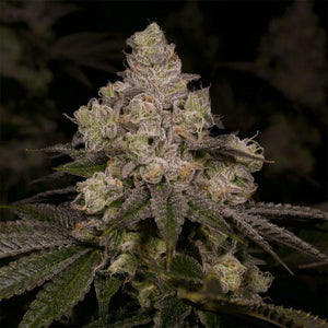 Dolato Feminised Seeds – Archive Seedbank