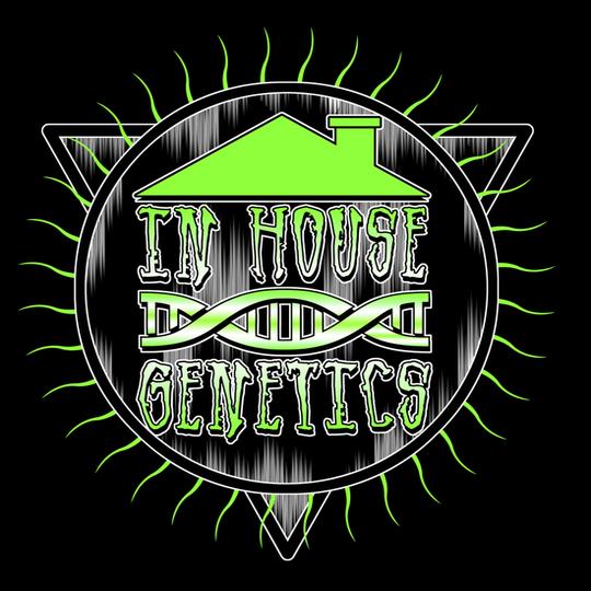 In House Genetics Slurricane #7 S1 Feminized Cannabis Seeds - 03 seeds
