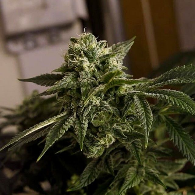 O.D.B (Old Dirty Biker) aka Cheesy Rider Female Cannabis Seeds