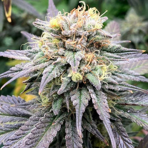 Highway Harmony by Karma Genetics