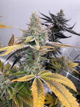 The Ghani x Z Face Regular Cannabis Seeds