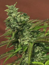 Monkey Haze Cookies  Feminised- Mamiko Seeds