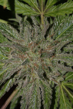 Punch & Cookies Feminised- Mamiko Seeds