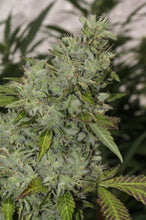 Sour Cookies Feminised- Mamiko Seeds