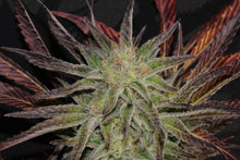 Accord Feminised- Mamiko Seeds