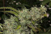 Sour Cookies Feminised- Mamiko Seeds