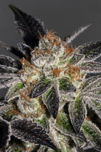 Cheese CookiesFeminised- Mamiko Seeds