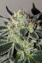 Punch & Cookies Feminised- Mamiko Seeds