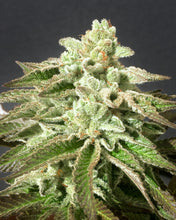Punch & Cookies Feminised- Mamiko Seeds