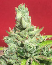 Monkey Haze Cookies  Feminised- Mamiko Seeds