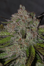 Girl Scout Cookies (Forum Cut) Feminised - Mamiko Seeds