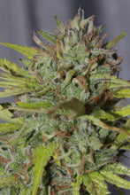 Cheese CookiesFeminised- Mamiko Seeds