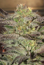 Accord Feminised- Mamiko Seeds