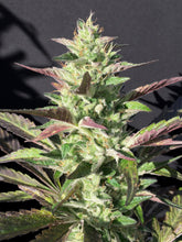 Monkey Haze Cookies  Feminised- Mamiko Seeds
