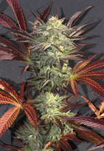 Accord Feminised- Mamiko Seeds