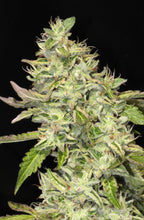 Sour Cookies Feminised- Mamiko Seeds