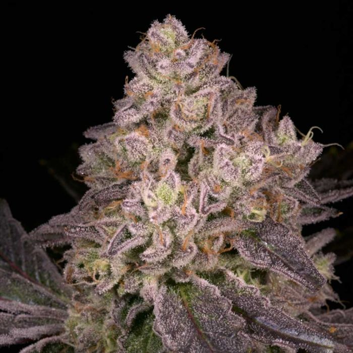 NFS Regular Cannabis Seeds