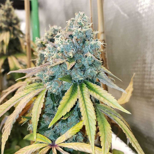 Sour Fire Tahoe Regular Cannabis Seeds by Karma Genetics