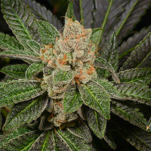 Sugar Biscuits Feminized Cannabis Seeds