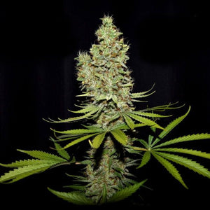 Terperella Female Cannabis Seeds by True Canna Genetics - F7