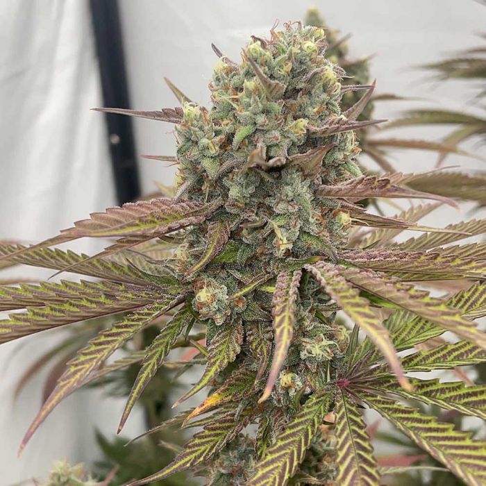 Zapplewoodz Feminized Cannabis Seeds Conscious Genetics