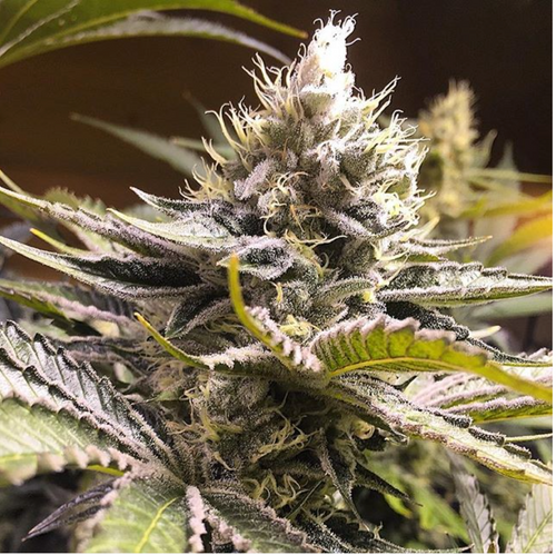 X.O Raspberry Glue