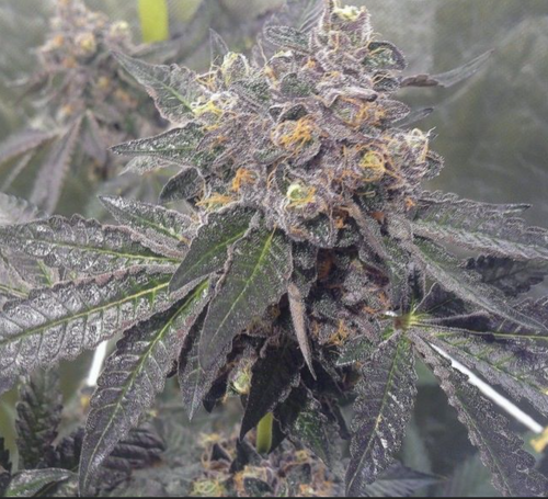 Dank sherbert Fem