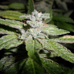 Fromage Blue - F5
