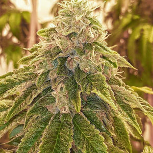 Karma Genetics - Sweets #29 x Ztini