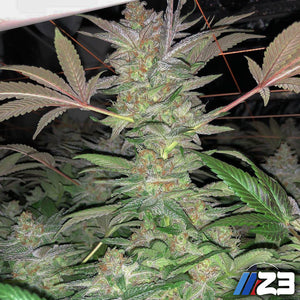 Z3 Regular Cannabis